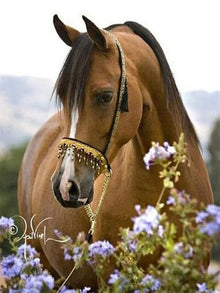 Paard Bloemen